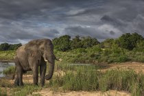 Elefante africano contra el cielo - foto de stock
