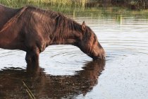 Sable Island cavallo — Foto stock