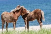 Poneys de l'île de Sable — Photo de stock