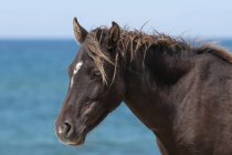 Соболь острів кінь — стокове фото