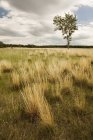 Albero solitario in campo erboso — Foto stock