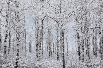 Invierno maravilla paisaje - foto de stock
