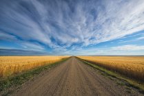 Гравийная дорога над пшеничным полем — стоковое фото
