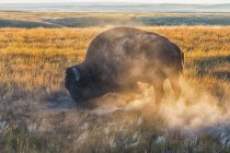 Bisonte corriendo en el campo - foto de stock