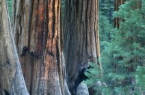 Гігантські стовбури дерева секвеїв — стокове фото