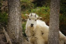 Chèvre de montagne debout contre les arbres — Photo de stock