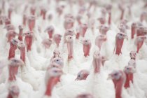 Group Of Turkeys outdoors — Stock Photo