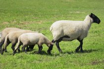 Ovelhas e três cordeiros do bebê — Fotografia de Stock