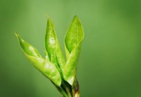 Nuevas hojas verdes - foto de stock