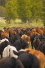 Cattle walking against trees — Stock Photo