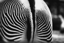 Haunches Of Zebra con strisce — Foto stock
