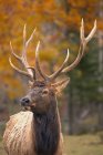Large Elk In forest — Stock Photo
