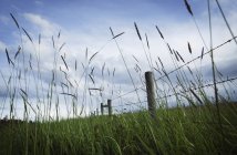Травяное поле с забором — стоковое фото
