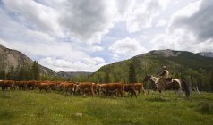 Rancher Herding Cattle — Stock Photo