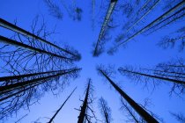 Голый лес и небо — стоковое фото