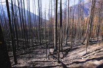 Árboles después del incendio forestal - foto de stock