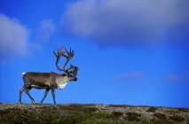 Caribou Walking On Hill Crest — Stock Photo