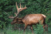 Elk  standing in forest — Stock Photo