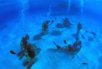 Дайверы с аквалангом на полу в океане с помощью скатов — стоковое фото