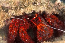 Crabe ermite des pattes rouges — Photo de stock