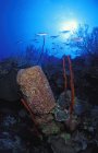 Рок і коралові формування — стокове фото