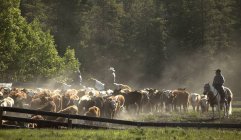 Vaqueros pastoreando ganado - foto de stock