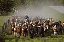 Pastoreio de gado por homem — Fotografia de Stock