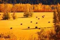 Field Of Bales In Autumn — Stock Photo