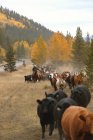 Cowboys su bestiame carrellata — Foto stock