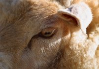 Olho de ovelha e orelha — Fotografia de Stock