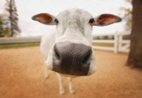 Корова стоїть на землі — стокове фото