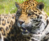 Leopardo posa su erba verde — Foto stock