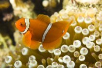 Clown Fish swimming — Stock Photo