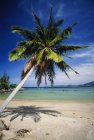 Palm Tree against water — Stock Photo
