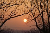 Silhouetted Bare Tree Branches — Stock Photo