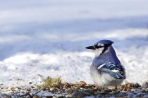 Блакитна Сойка птах — стокове фото