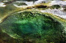 Algas en un manantial caliente en Yellowstone - foto de stock