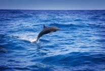 Прыжки дельфинов в океан — стоковое фото