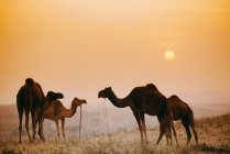 Camels  standing against each other — Stock Photo