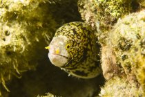 Painted Moray Eel — Stock Photo