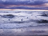 Oiseaux survolant les vagues — Photo de stock