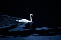 Cisne nadando en aguas oscuras - foto de stock
