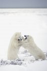 Polar Bears Fighting — Stock Photo