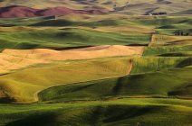 Palouse Fields during daytime — Stock Photo