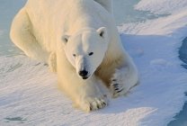 Oso polar tendido sobre hielo - foto de stock