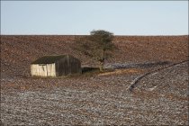 Амбар и дерево в поле — стоковое фото