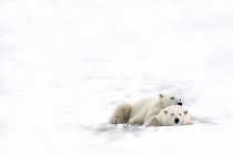 Osos polares yaciendo juntos - foto de stock