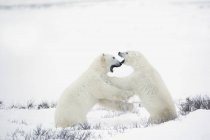 Eisbären kämpfen — Stockfoto