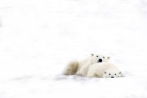 Dos osos polares acurrucados - foto de stock