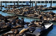 Seals laying on wooden pier — Stock Photo